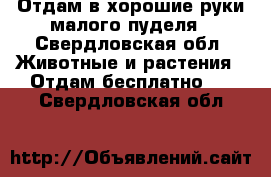 Отдам в хорошие руки малого пуделя - Свердловская обл. Животные и растения » Отдам бесплатно   . Свердловская обл.